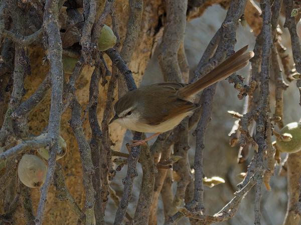 <h3><a href="/trips/safari/biota/animalia/chordata/aves/040 passeriformes/088 cisticolidae/prinia subflava/prinia subflava-nl.html">Prinia&nbsp;subflava</a> / Tawny‑flanked&nbsp;prinia / Roestflankprinia</h3>OM-1 Mark II met OLYMPUS M.300mm F4.0, 1/2000 sec  bij F4.0, ISO 2500, afstand 12.4&nbsp;m
